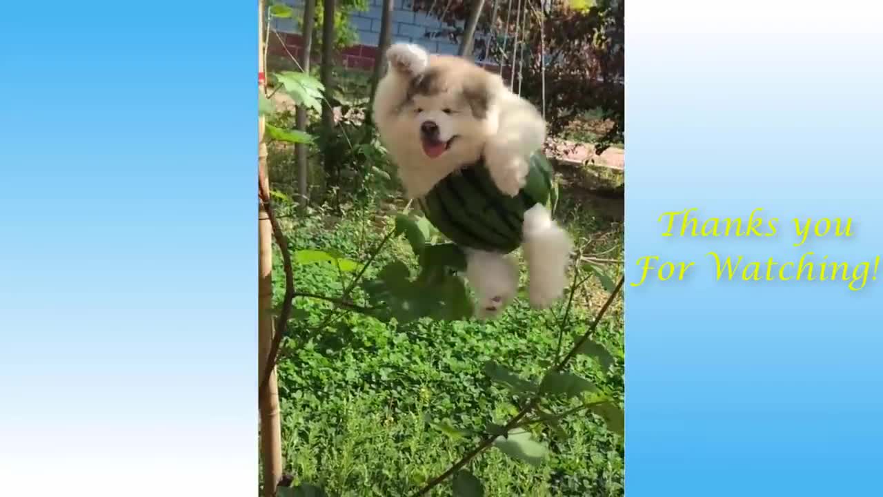 Cute Pets And Funny Animals Compilation 2021 cute animals