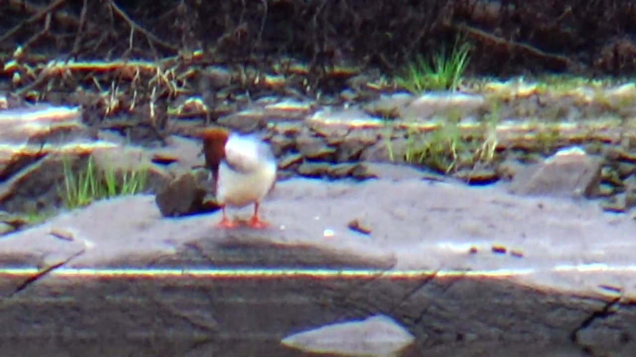 Merganser