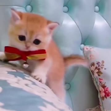 7.Baby Cats - Cute and Funny Cat Videos #cat#tiktok#shorts