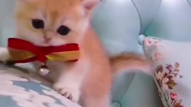 7.Baby Cats - Cute and Funny Cat Videos #cat#tiktok#shorts