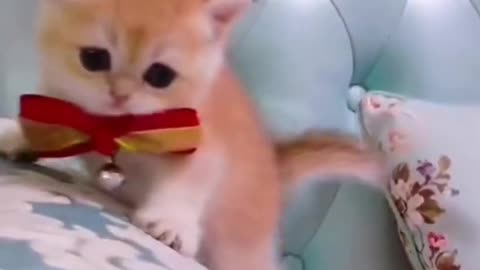 7.Baby Cats - Cute and Funny Cat Videos #cat#tiktok#shorts