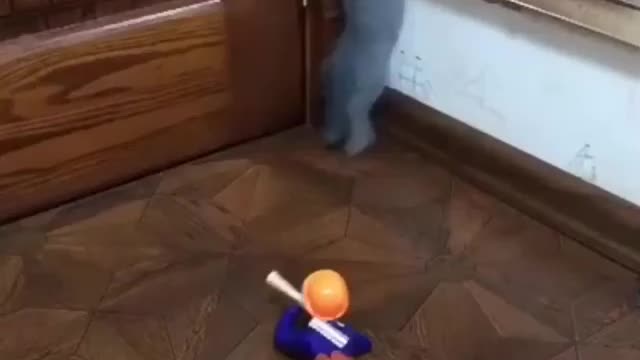 funny cat videos 2021,🤣👏