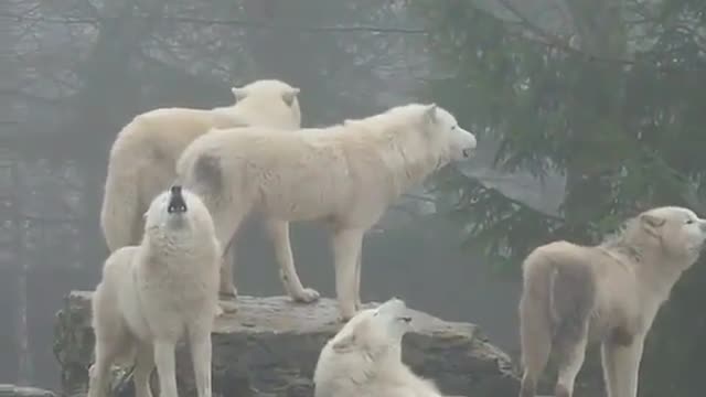 Howling wolves 🐺'wolf howling sound | gray wolves