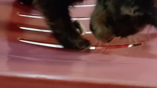 this is cats family