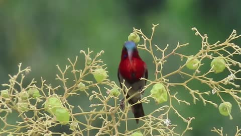 Crimson sunbird call