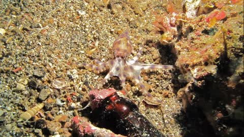 Facts_ The Blue-Ringed Octopus