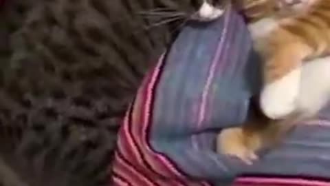 Funniest Cats and Dogs Clips 144