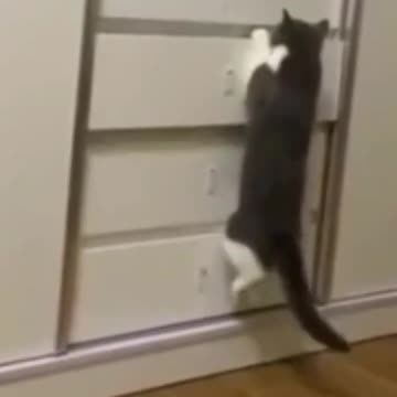 2.Cute Cats 😍😍😻😻😸#shorts #funnycats #animalsshorts