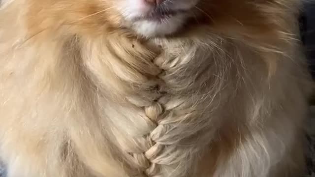 petlover#braid#hair