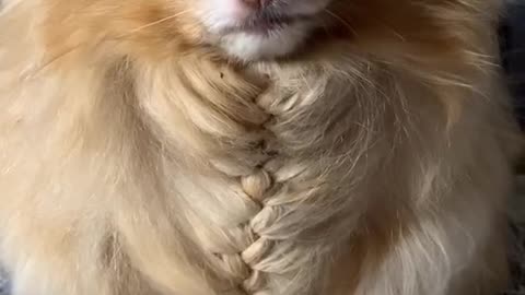 petlover#braid#hair