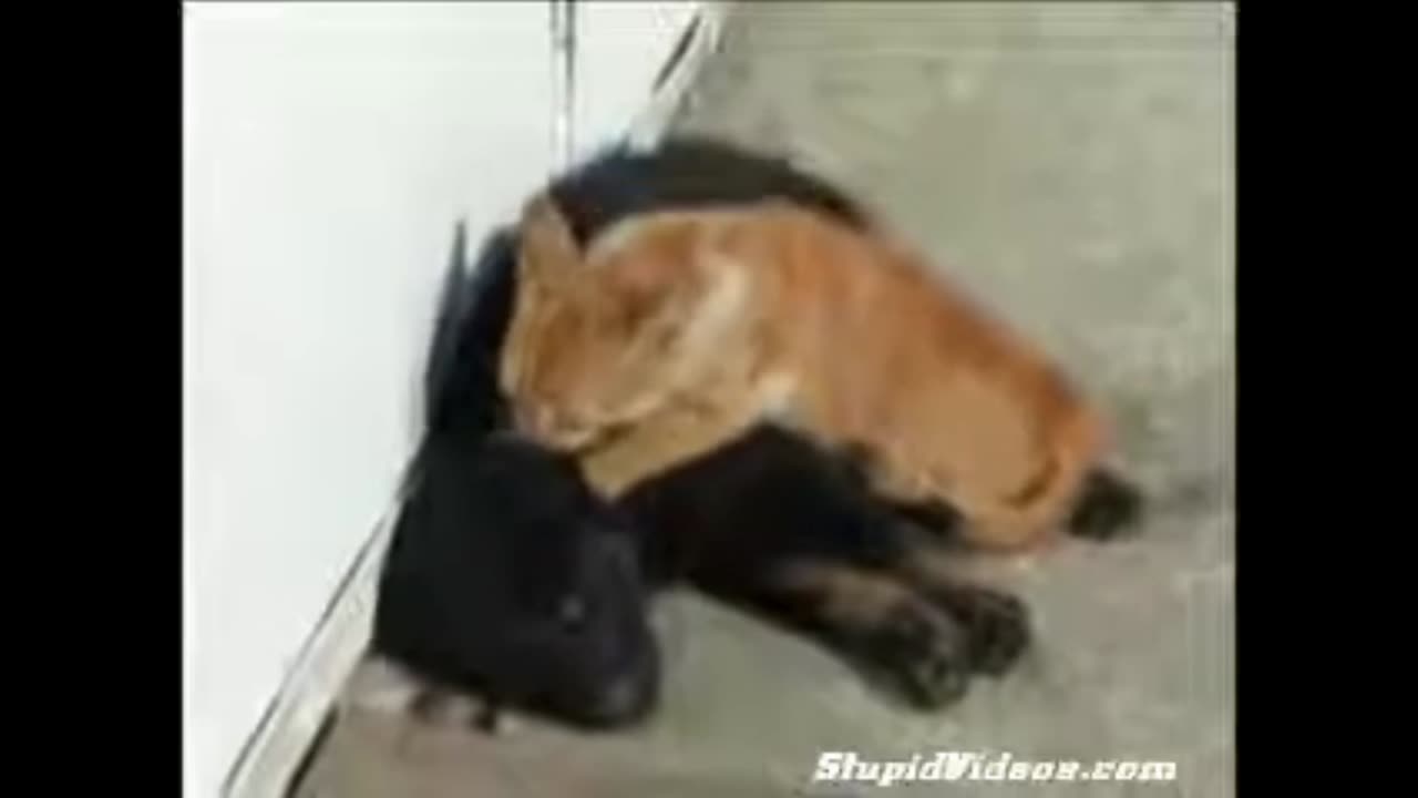 Cat Massages Dog - LOL - Keep it on the up and up! (^_^)