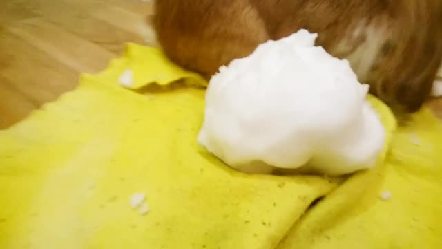 Dad teaches me to scratch the snow