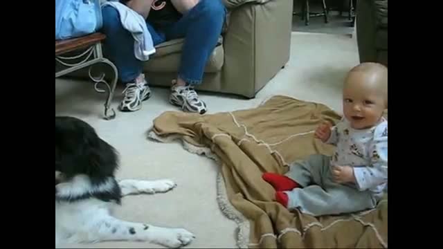 The funny reaction of the dog with the little child