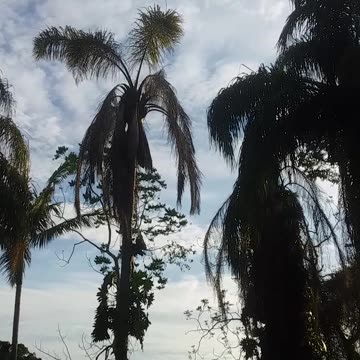 2.11.2024 Above Kuranda