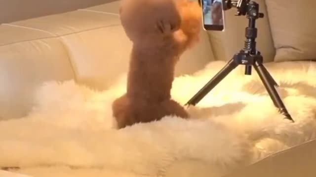 Cute puppy make tik tok video own on camera