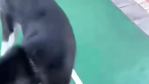 Funny dogs