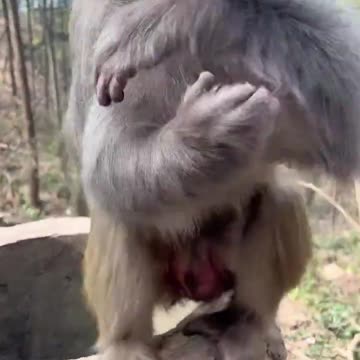 Fantastic animals on Tik Tok, everything has spirituality, wild animals are close to each other, an