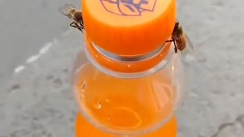 Two bees opening a bottle of soda