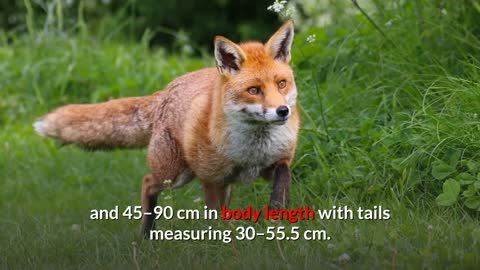 Red Fox || Description, Characteristics and Facts!