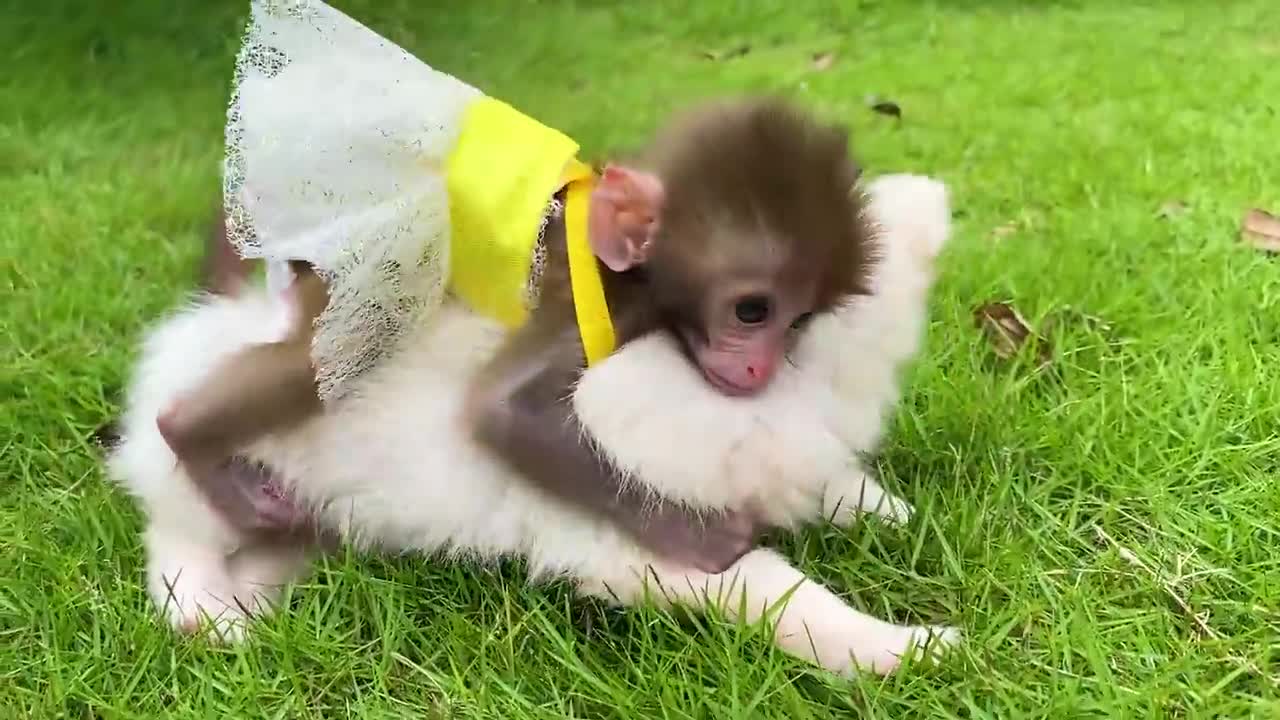 Baby monkey Bon Bon bath in the bathtub and playing with the puppy So cute