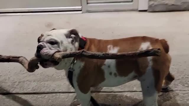 Bulldog Has One Obsession: Big Sticks