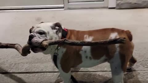 Bulldog Has One Obsession: Big Sticks