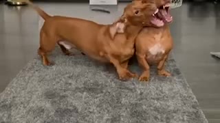 Dachshund dogs playing