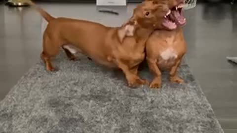 Dachshund dogs playing