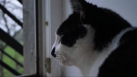 cat looking out of balcony door 🚪 😍 😄