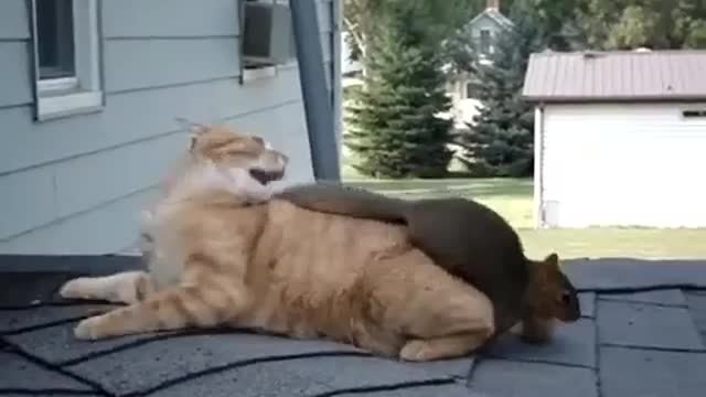 Cat Play With Squirrel Happy Good Vibes