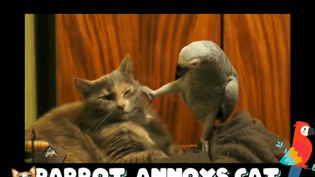 African Grey Parrot Annoys Cat,