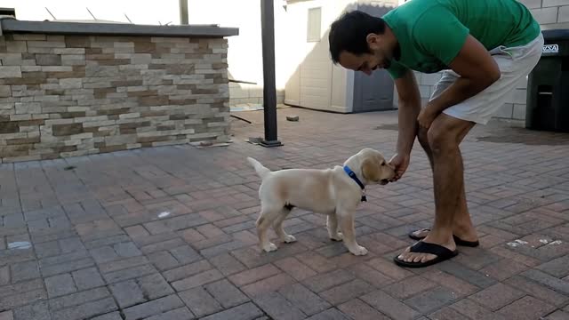 Labrador Puppy Learning and Performing Training Commands | Dog Showing All Training Skills