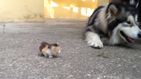 Dog scared of a Small kitten