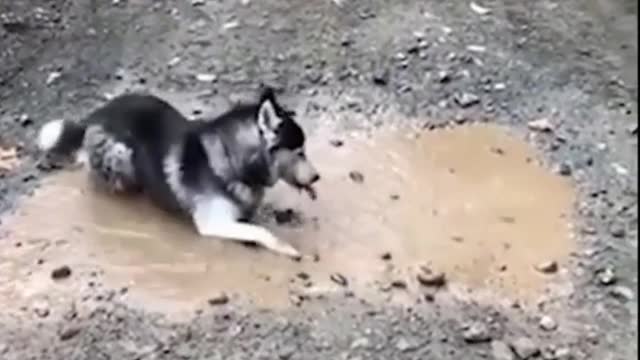 The dog takes a mud bath.