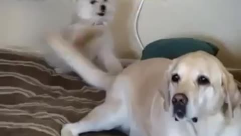 Cão chicoteando cachorra com o rabo