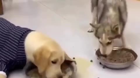 Cute and hungry Dog