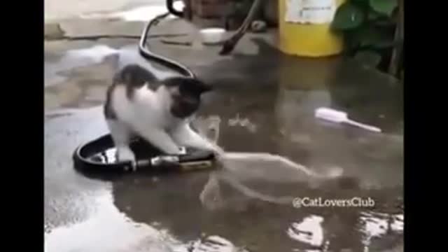 Funniest Cats 😹 - Watch this crazy and cute funny cats 😂