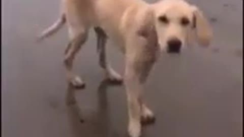 This dog has the moves! 🔥🔥🔥