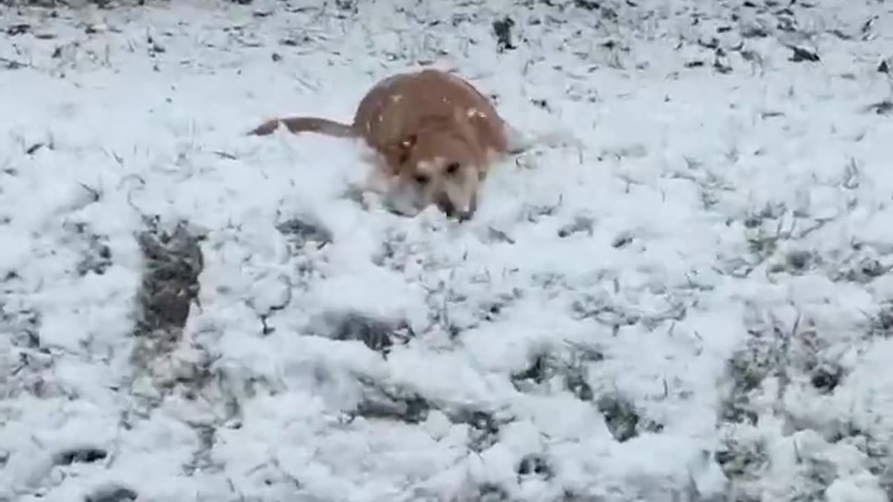 Freya's first time play in snow