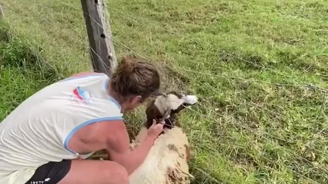 Stuck on fence