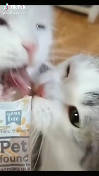 Lovely and funny cats Caressing and biting each other