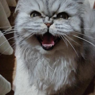 Funny cat meowing on repeat