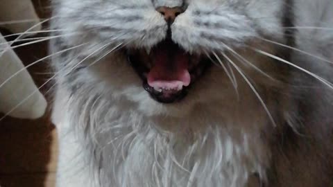 Funny cat meowing on repeat