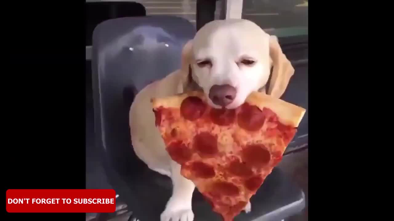 Funny Dogs compilation #2021