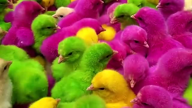 Beautiful Chicken , Chicken babbies, farmlife