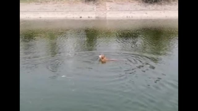 swimming puppy