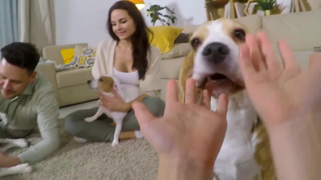 POV shot of little girl petting and caressing adorable beagle dog on floor in living room