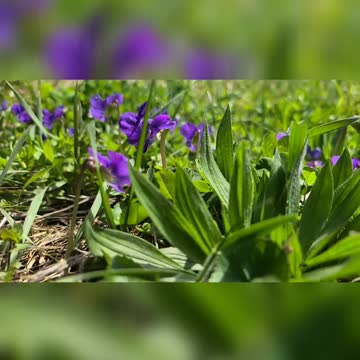 Wild Violets In Slo-Mo