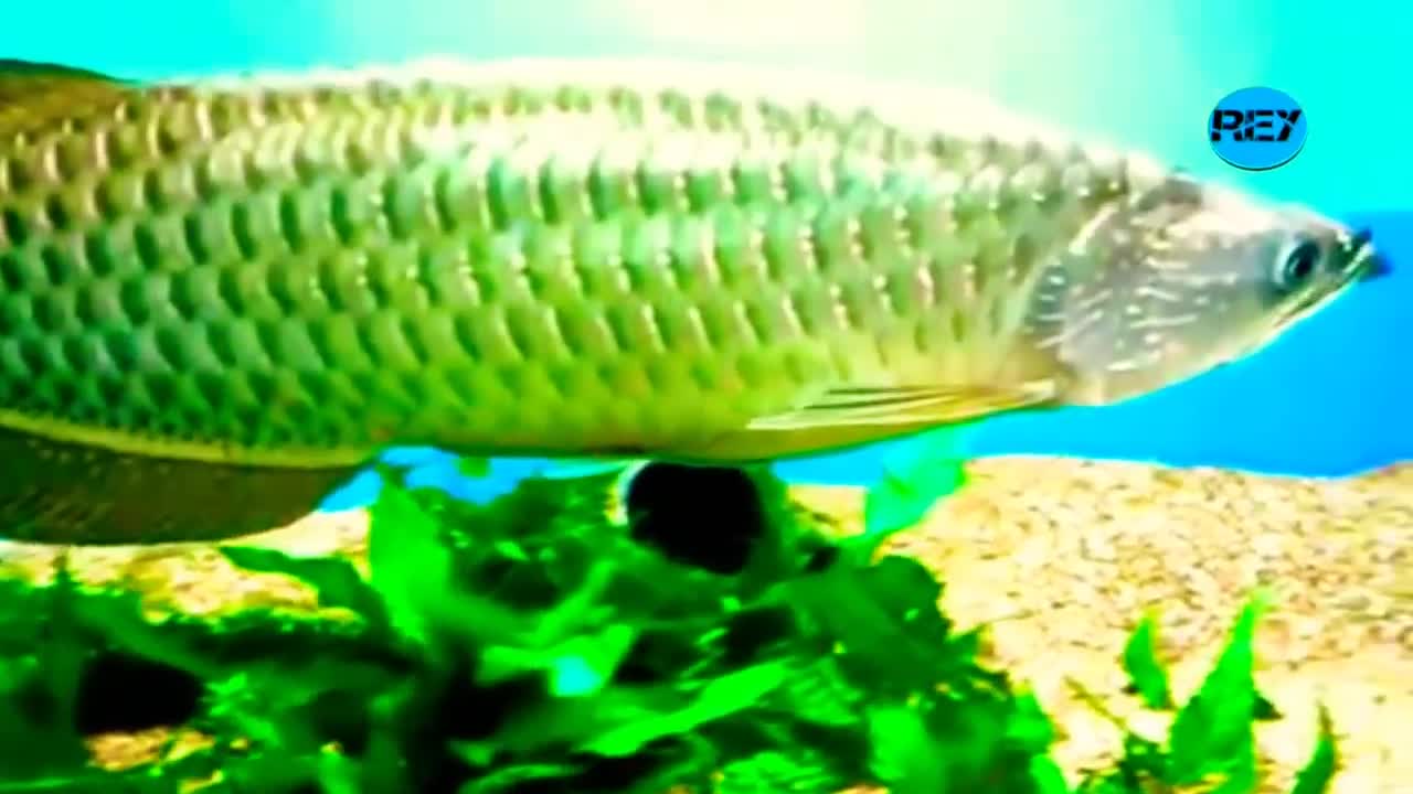 The most beautiful and most popular arowana fish