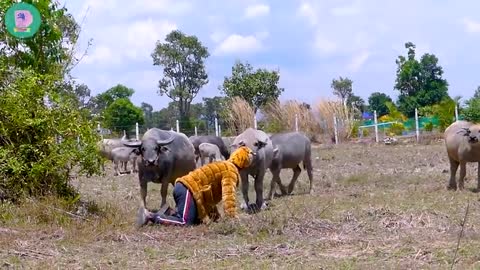 Fake tiger look prank the buffalu😂😂